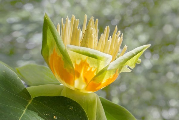 Tulip tree flower in the woodland