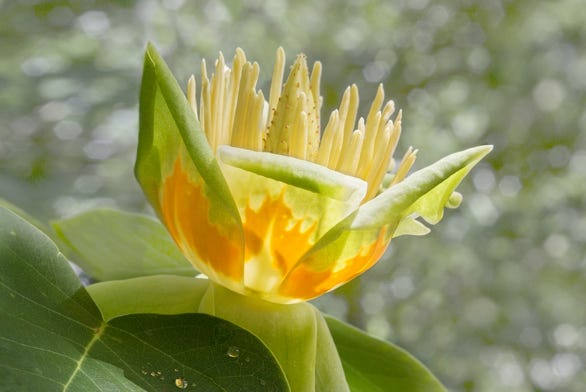 Fleur de tulipier en mai