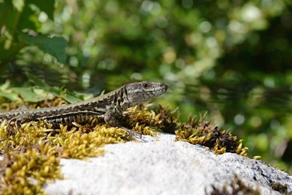 Un lézard se prélassant au soleil